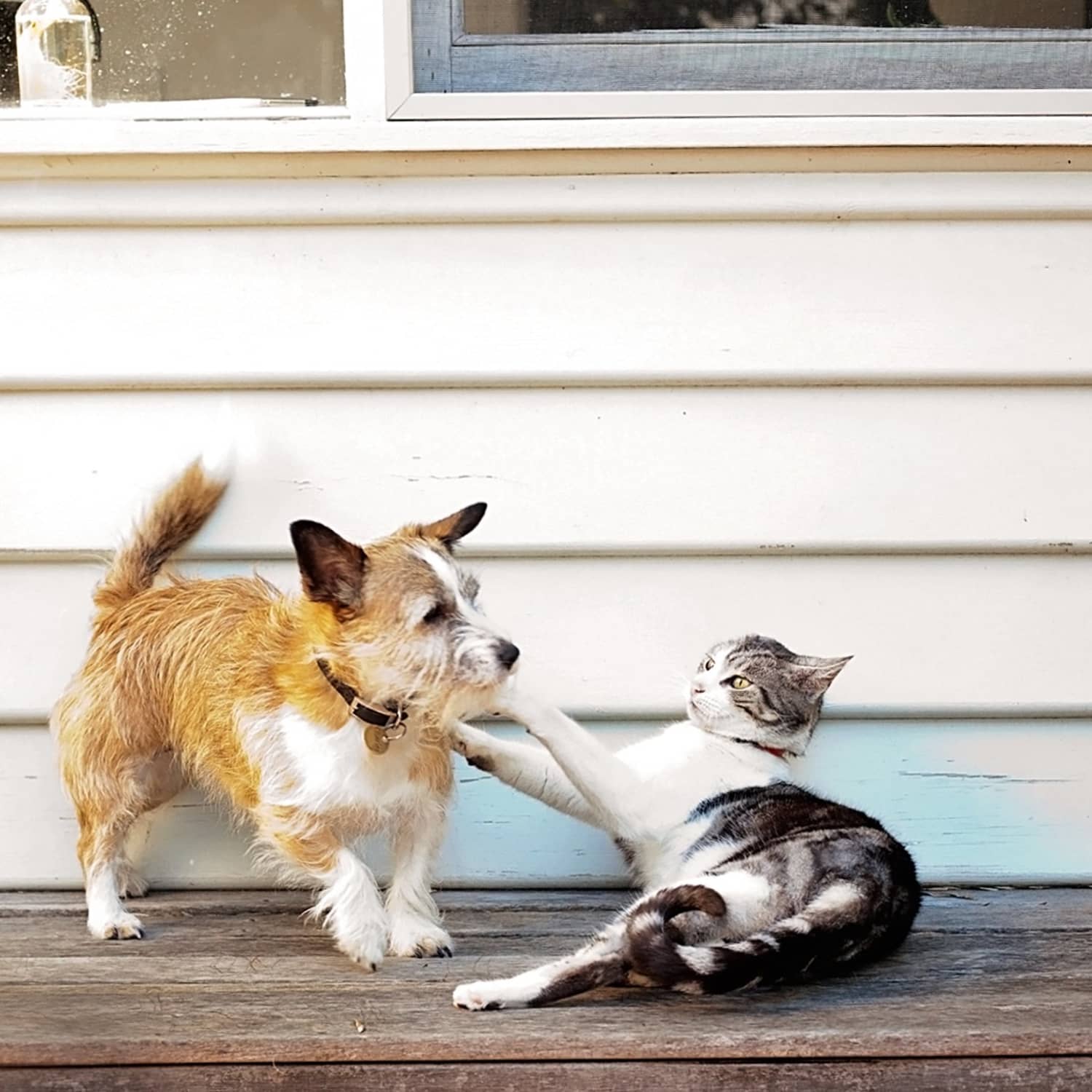 Dog whisperer introducing dog to cat hotsell